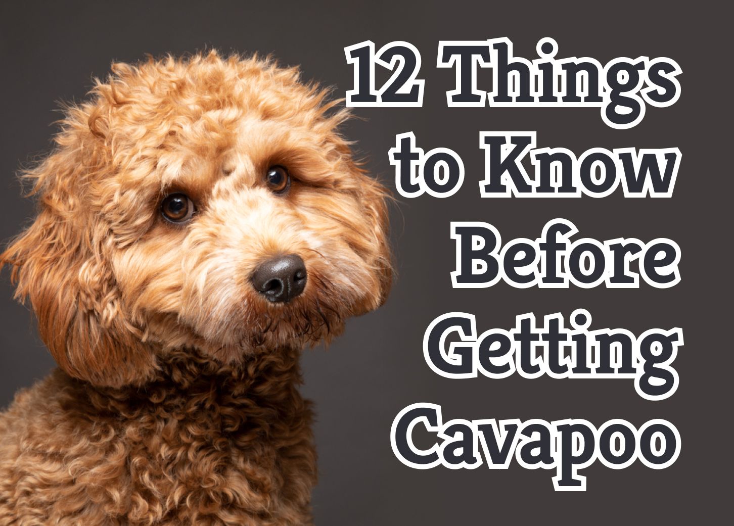 What to Consider Before Getting a Cavapoo: 12 Essential Tips