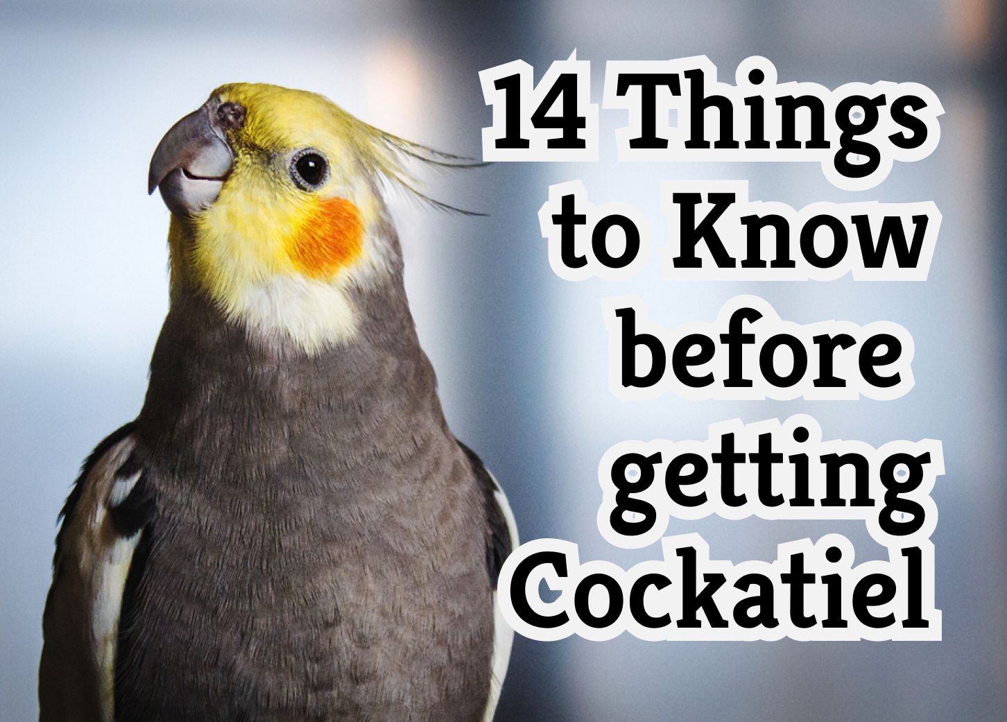 What You Should Know Before Adopting a Cockatiel