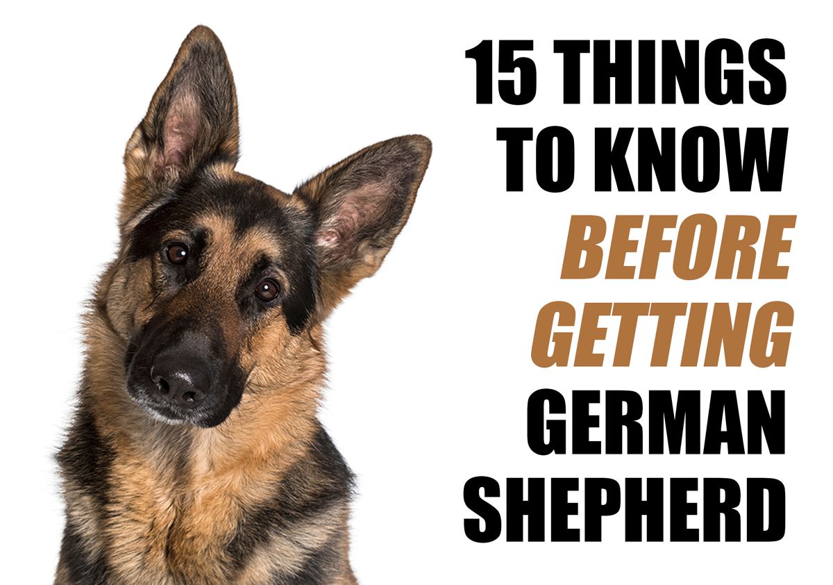 What You Should Know Before Bringing Home a German Shepherd Puppy
