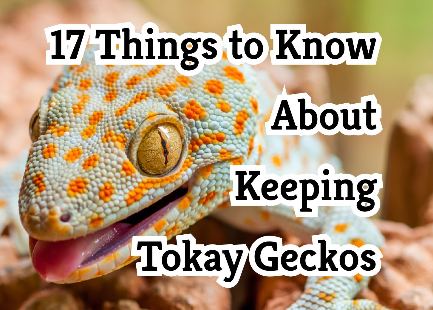 17 Secrets For Keeping Tokay Geckos