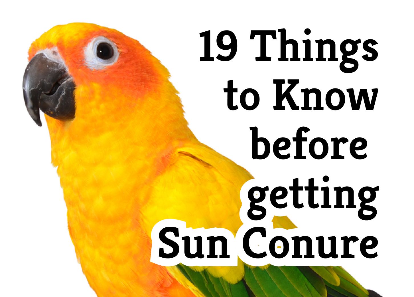 What You Should Know Before Getting a Sun Conure