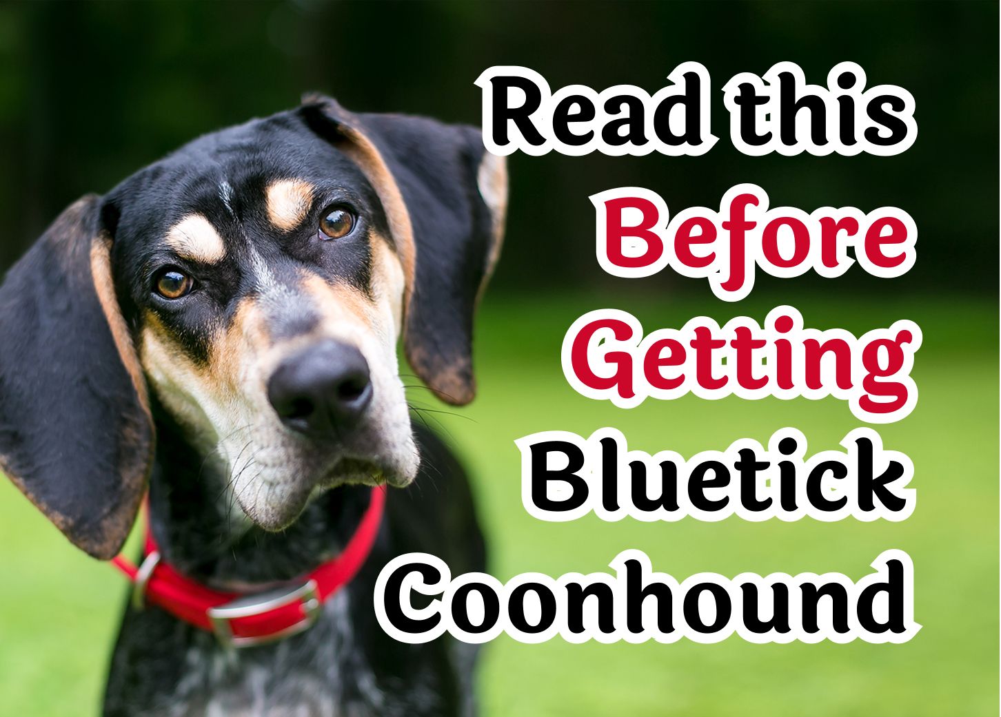 22 Questions То Consider Before Getting A Bluetick Coonhound Pet