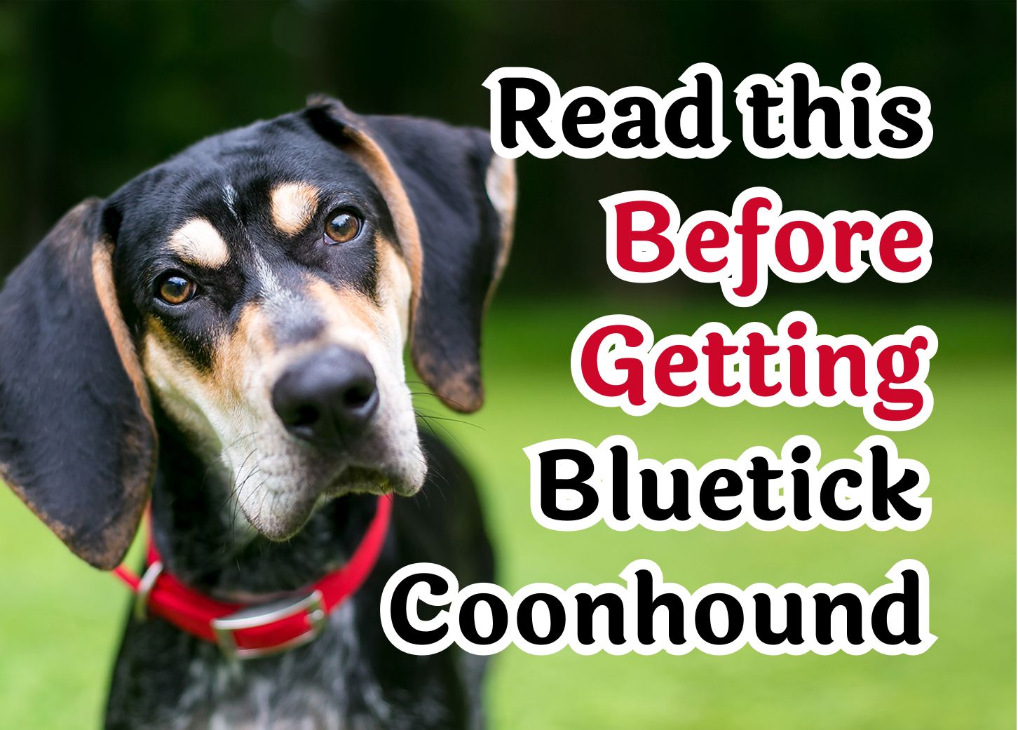 what age should you start training a coon dog