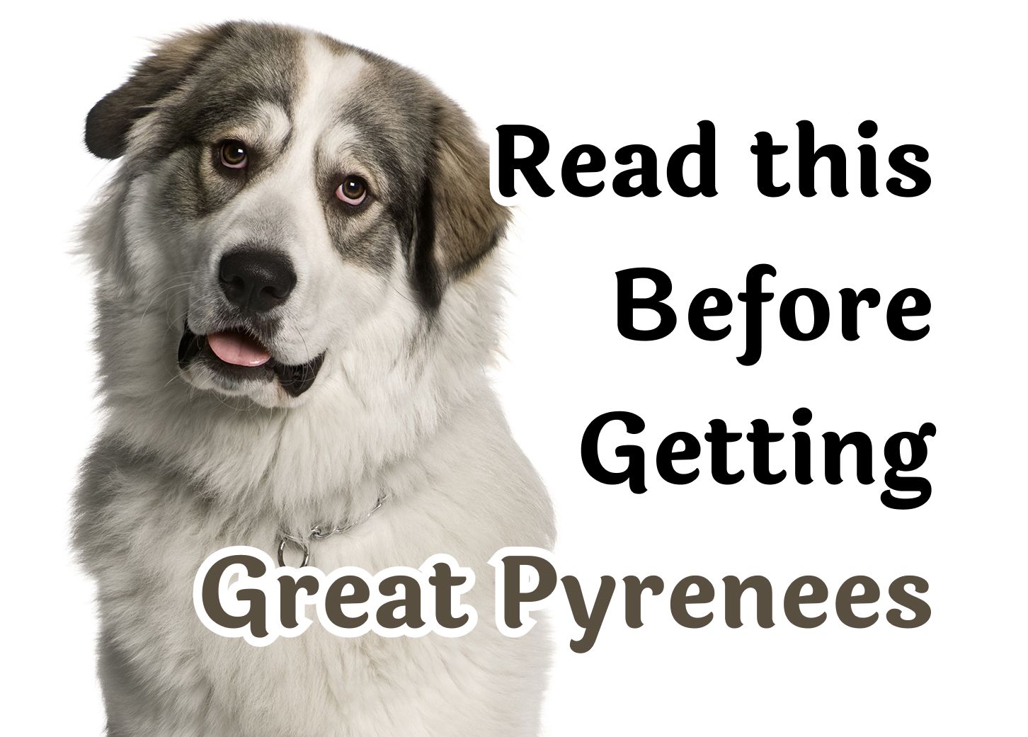 22 Questions То Consider Before Getting A Great Pyrenees
