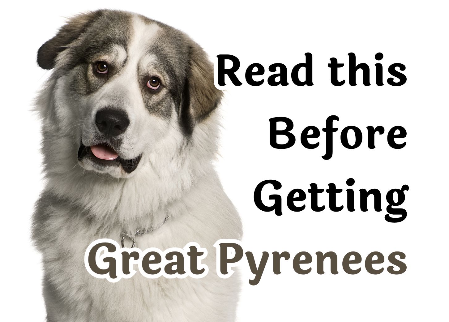 What to Think About Before Adopting a Great Pyrenees