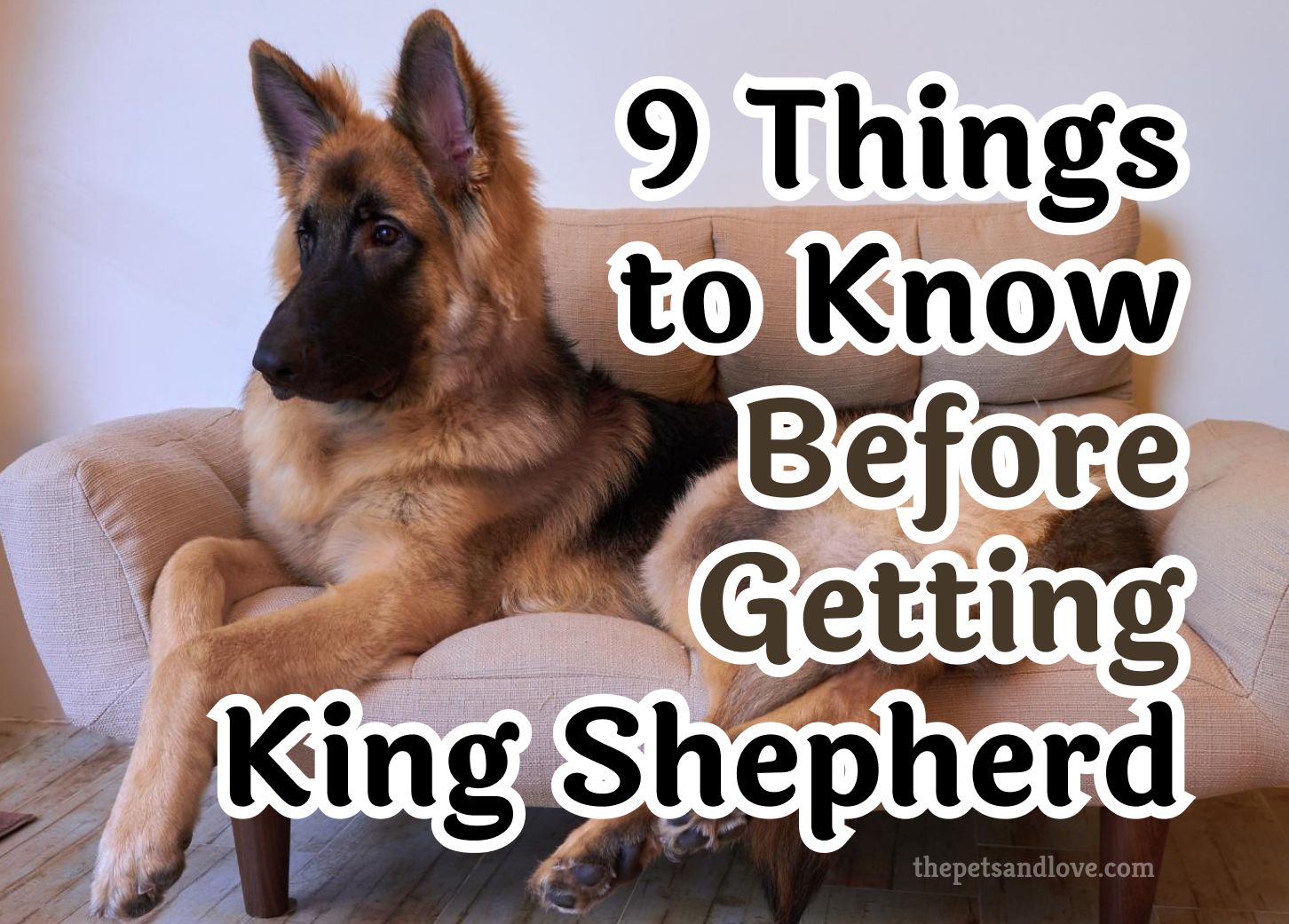 What to Think About Before Getting a King Shepherd