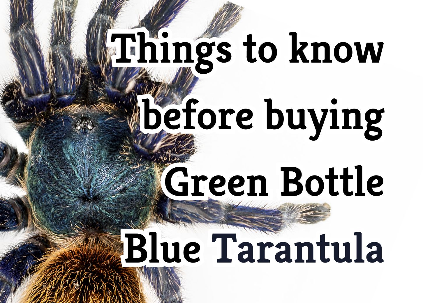 Essential Facts About the Green Bottle Blue Tarantula