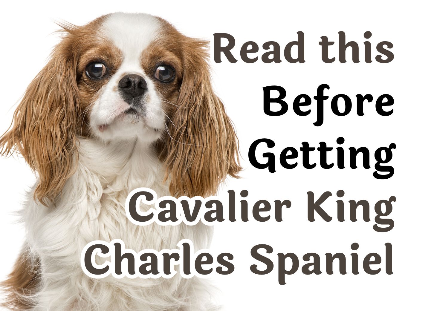 What to Think About Before Getting a Cavalier King Charles Spaniel