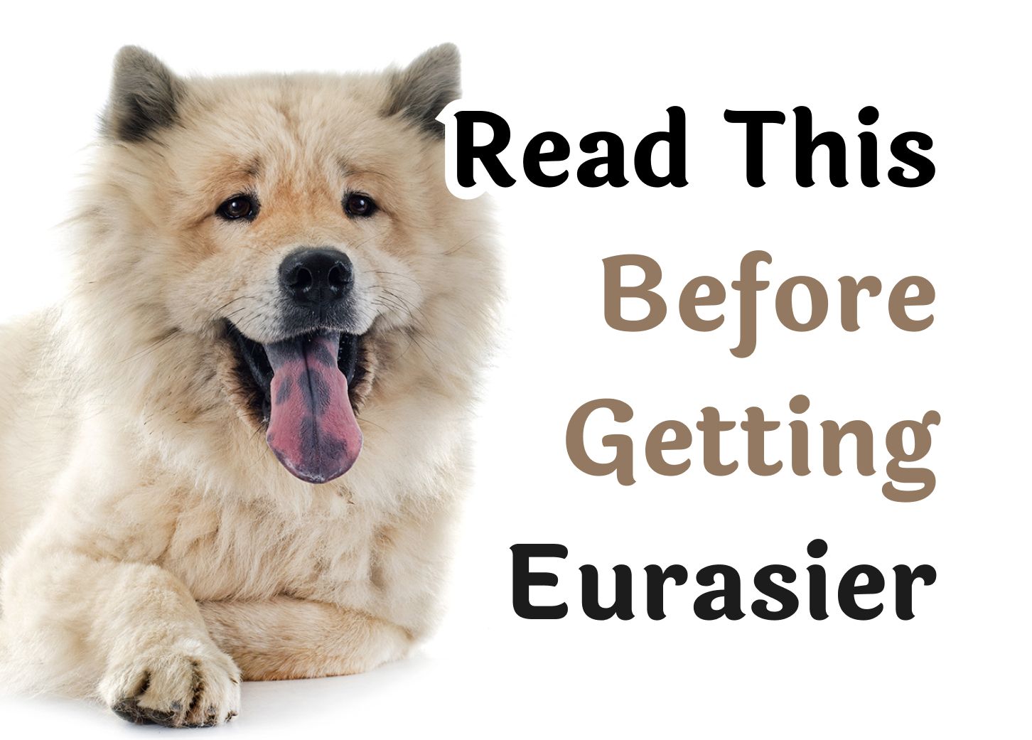 What to Think About Before Getting a Eurasier Dog