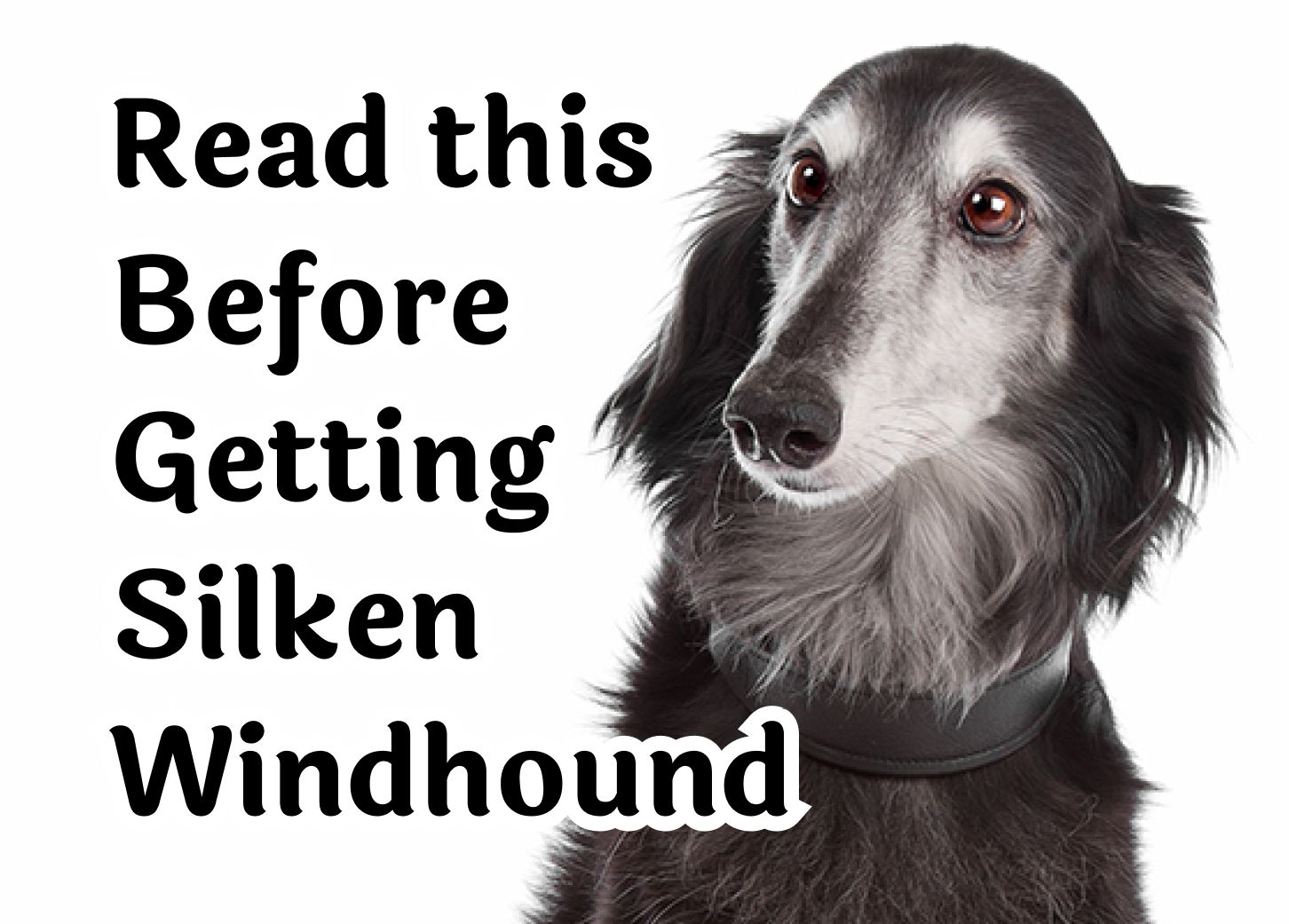 24 Questions То Consider Before Getting A Silken Windhound