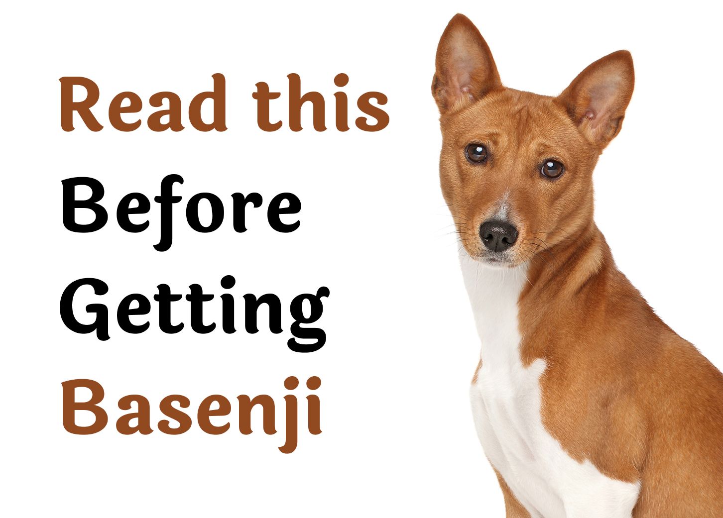 25 Questions То Consider Before Getting A Basenji Pet