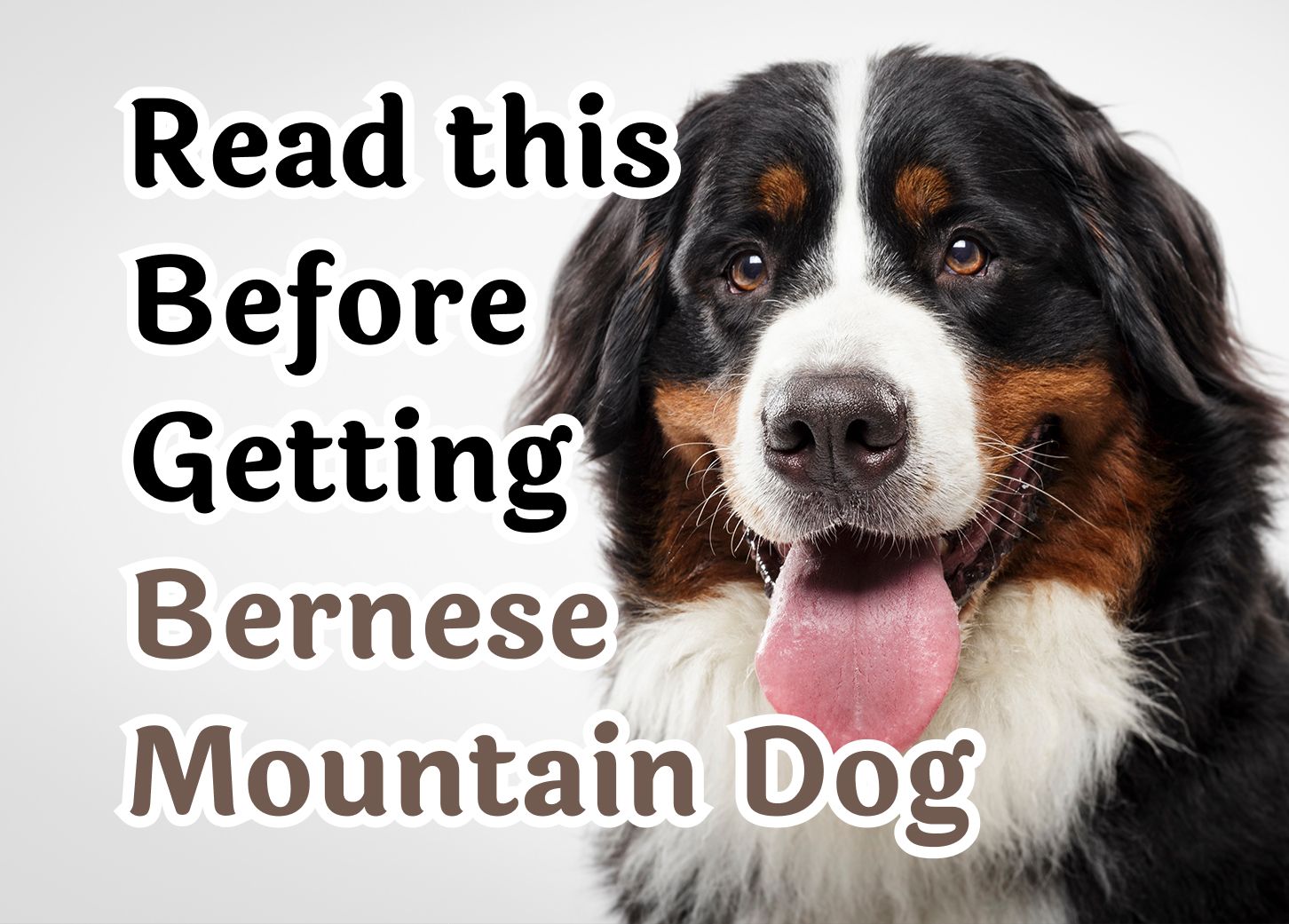 Things to Think About Before Getting a Bernese Mountain Dog