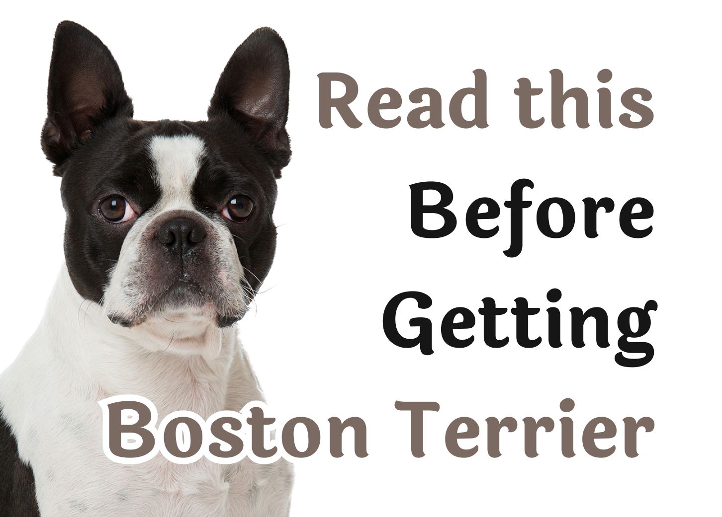 Boston terrier