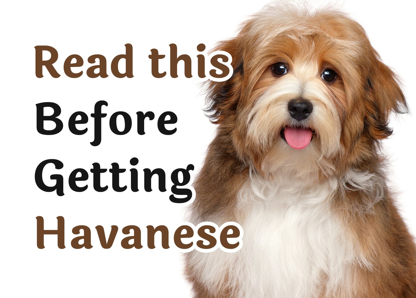 Consider These 25 Questions Before Getting a Havanese Dog