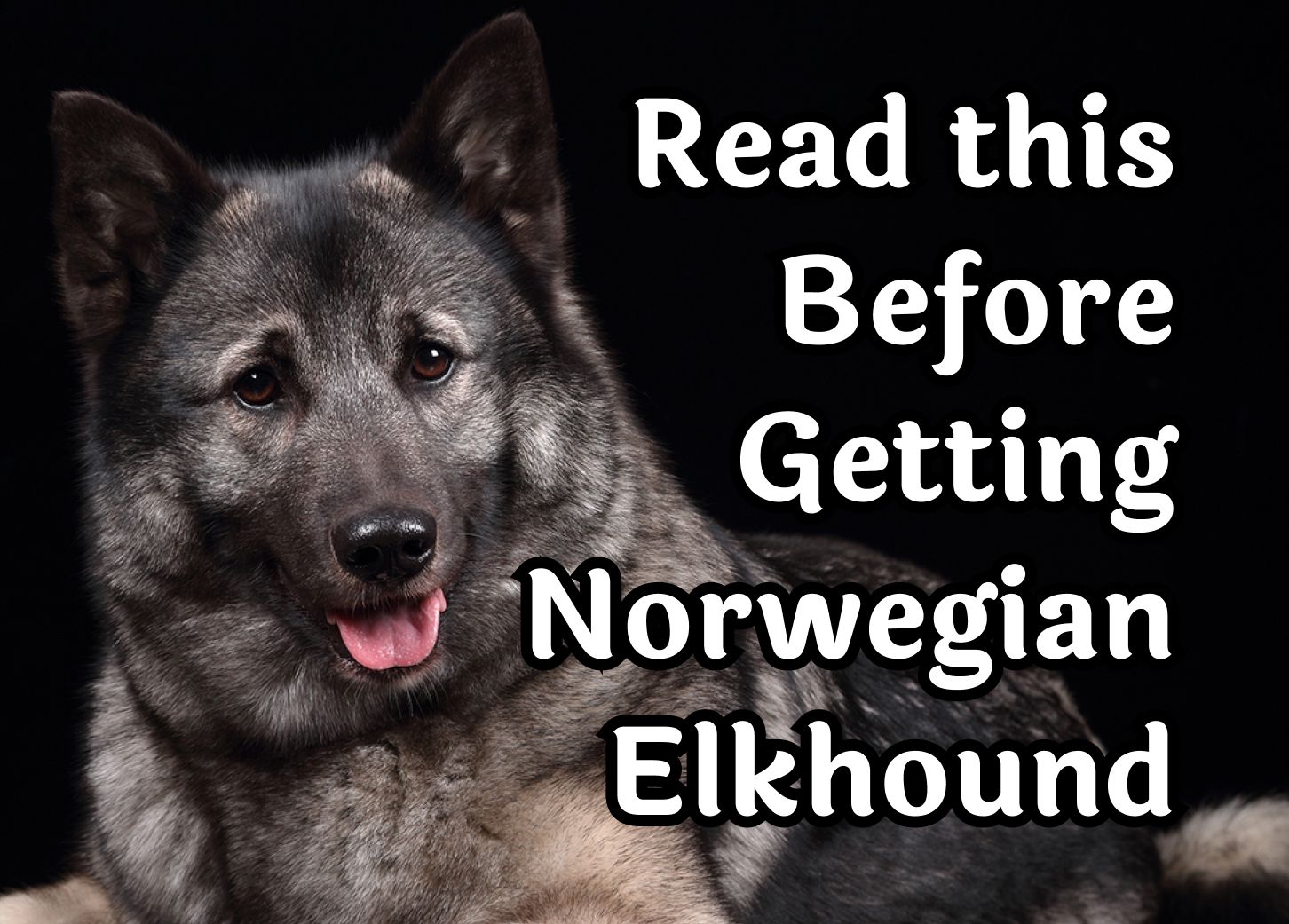 are norwegian elkhounds good with other dogs