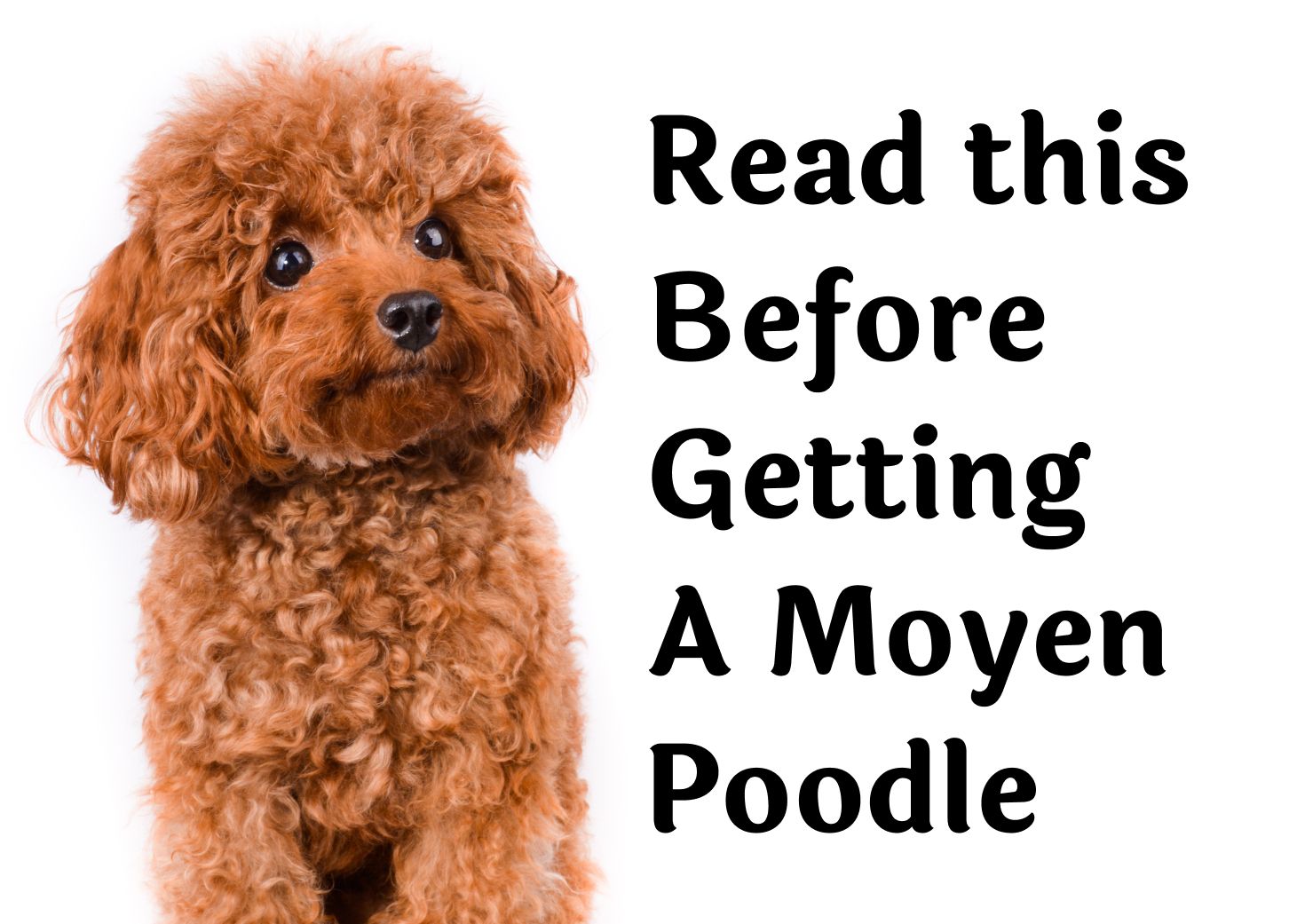 are moyen poodles hypoallergenic