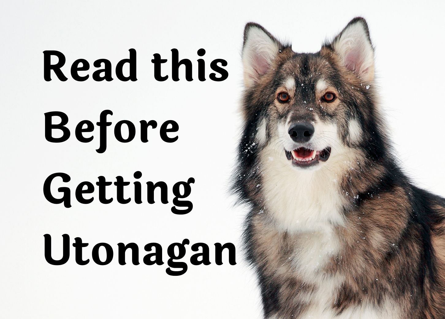 What to Think About Before Adopting a Utonagan: 28 Key Questions