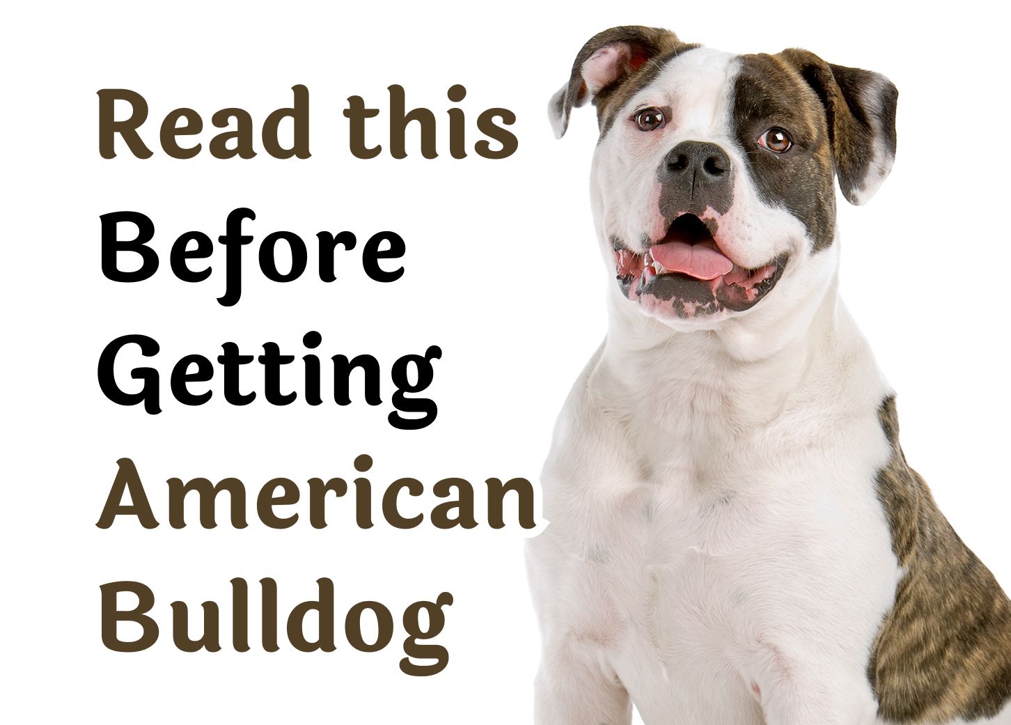 Things to Think About Before Getting an American Bulldog