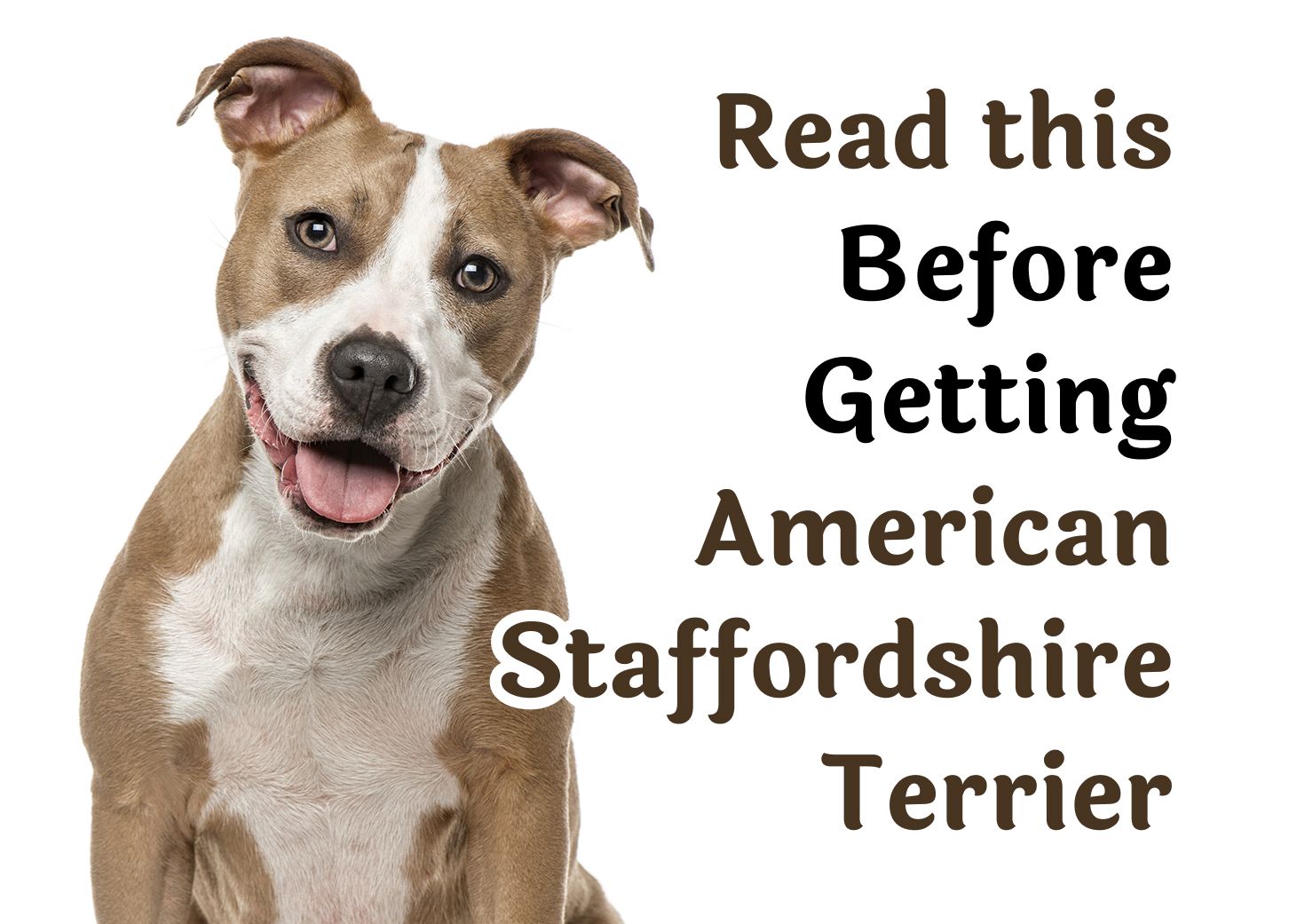 28 Questions То Consider Before Getting An American Staffordshire Terrier