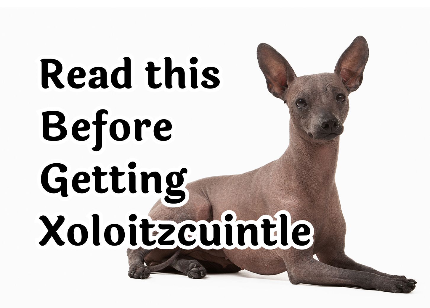 Consider These 29 Questions Before Getting a Xoloitzcuintle