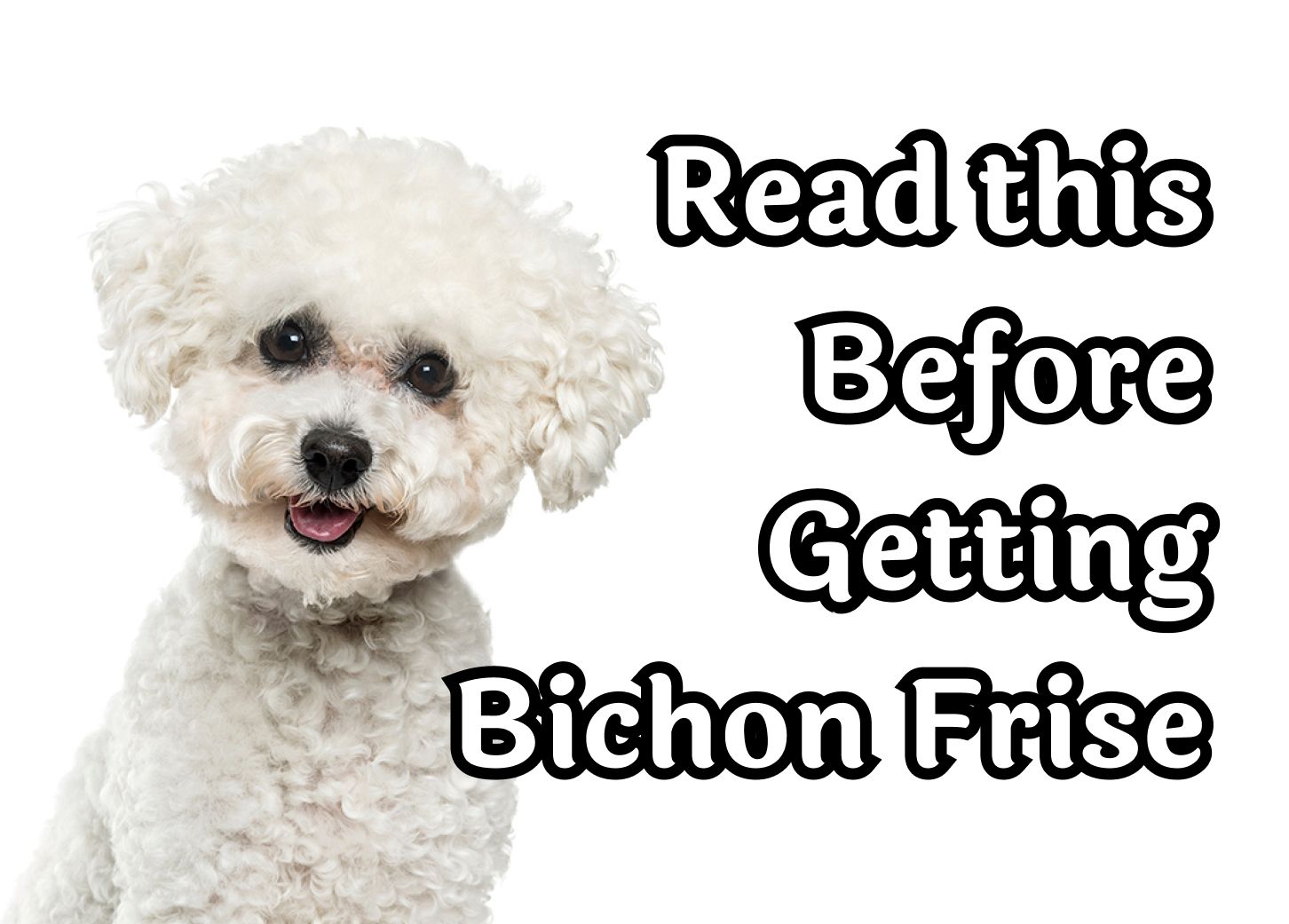 Things to Think About Before Getting a Bichon Frise