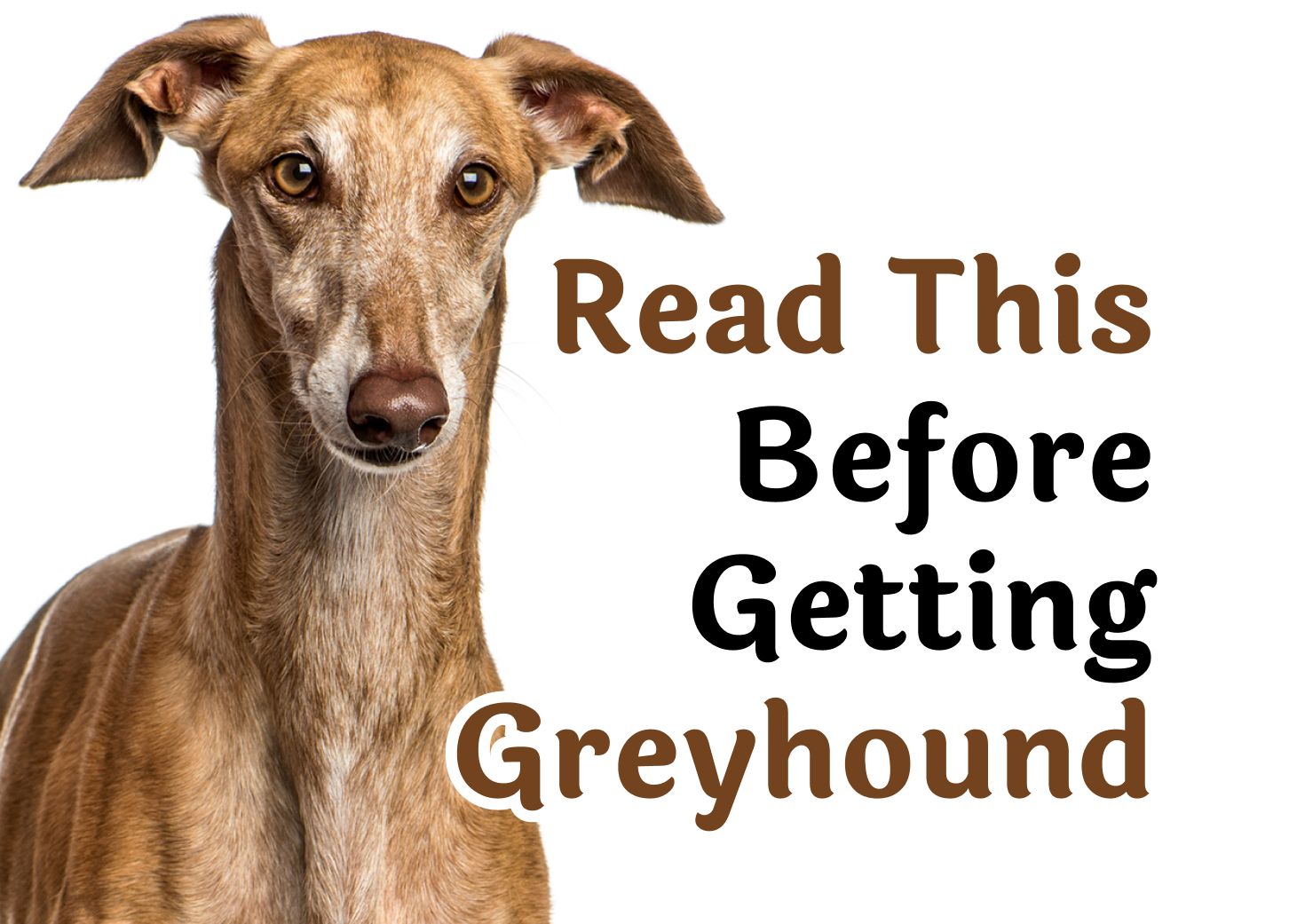 can greyhounds be left alone