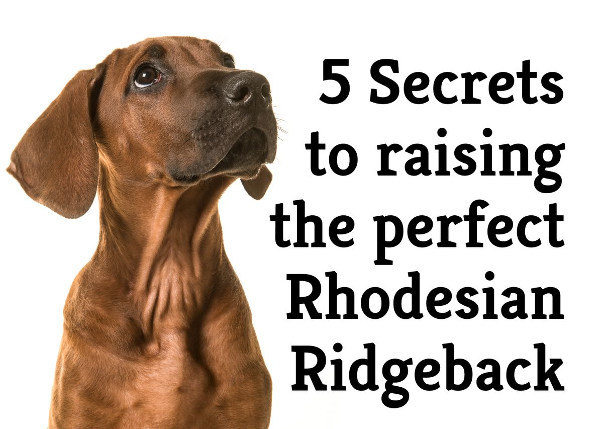 How to Raise the Ideal Rhodesian Ridgeback: 5 Essential Tips