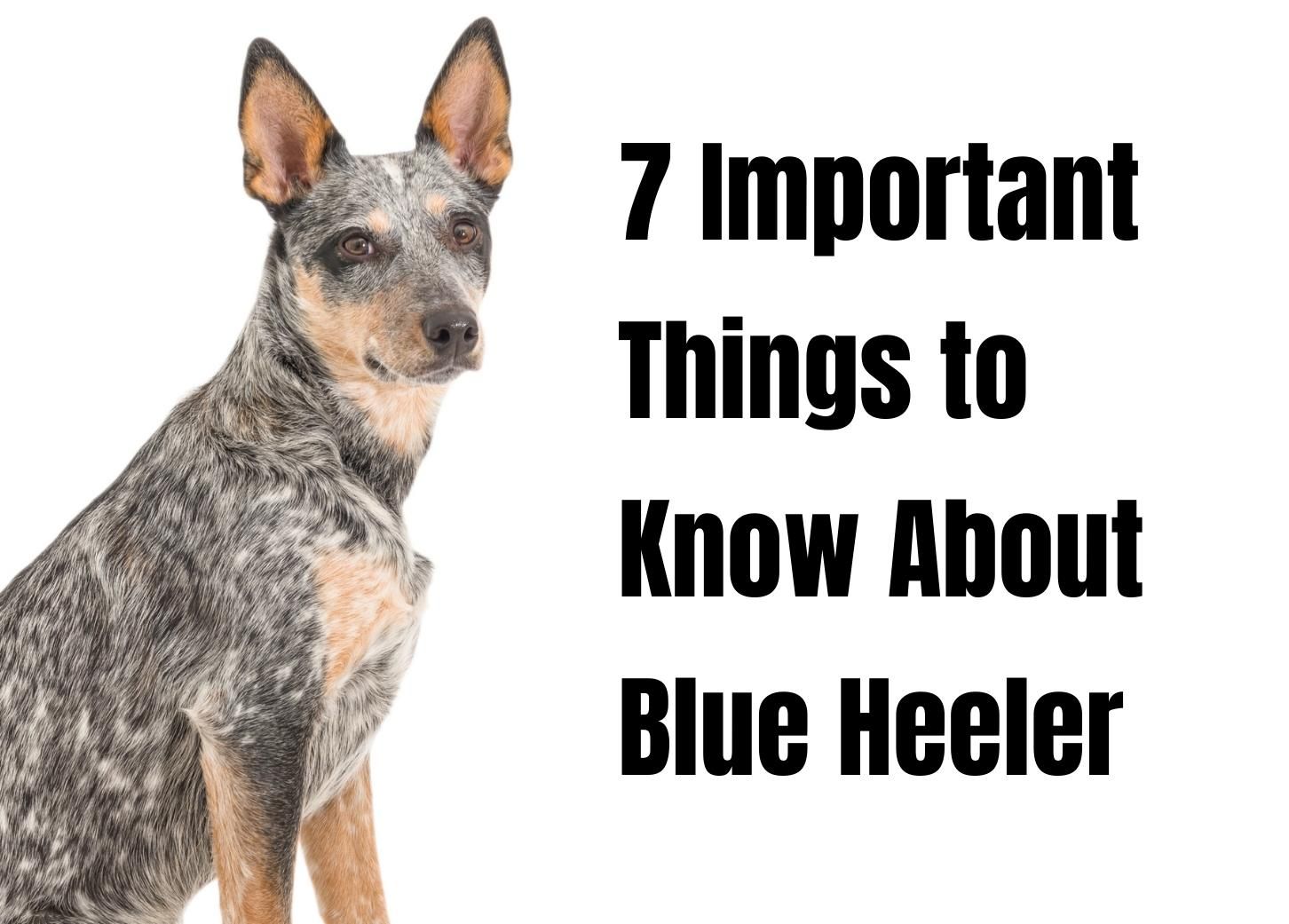 Discover 7 Fascinating Facts About the Blue Heeler