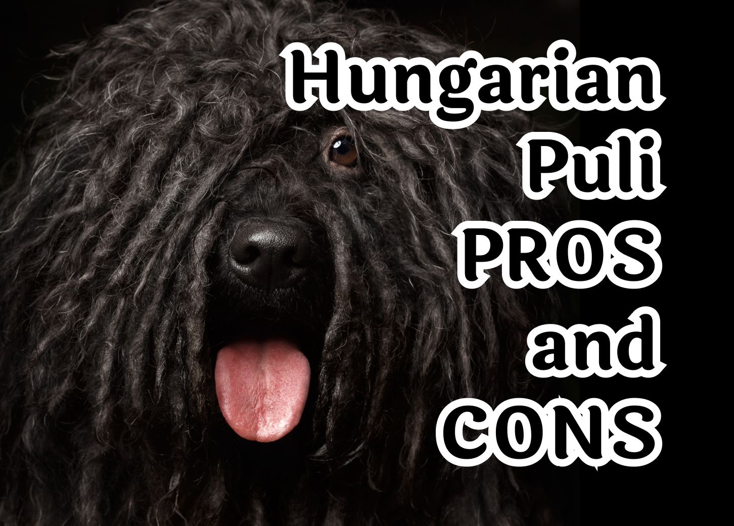 Seven special traits of the Hungarian Puli dog breed