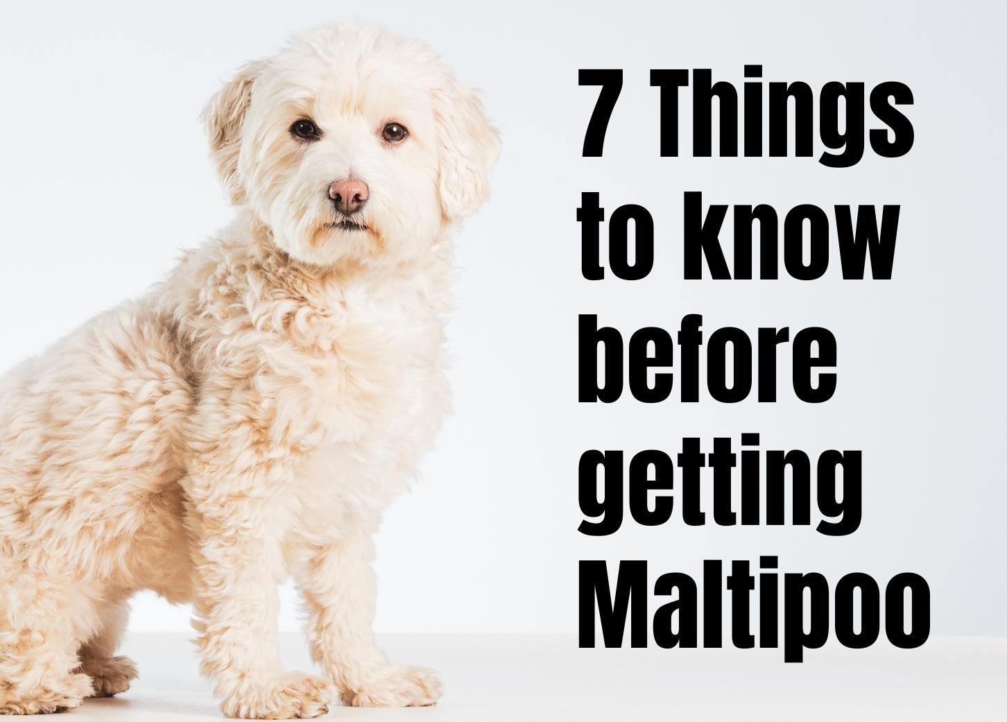 Discover 7 Interesting Facts About the Maltipoo