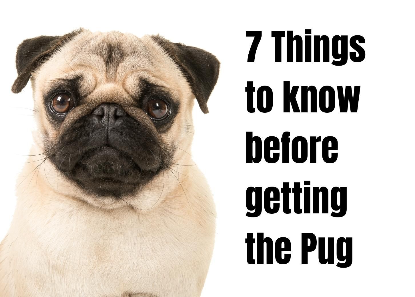 7 Fascinating Things to Know About the Pug