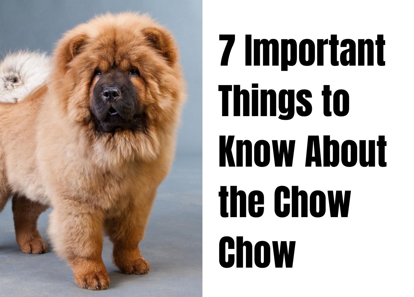 Understanding the Chow Chow: 7 Key Facts