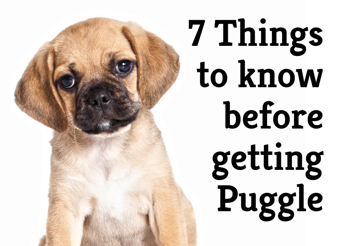 7 Essential Questions to Ask Before Getting a Puggle