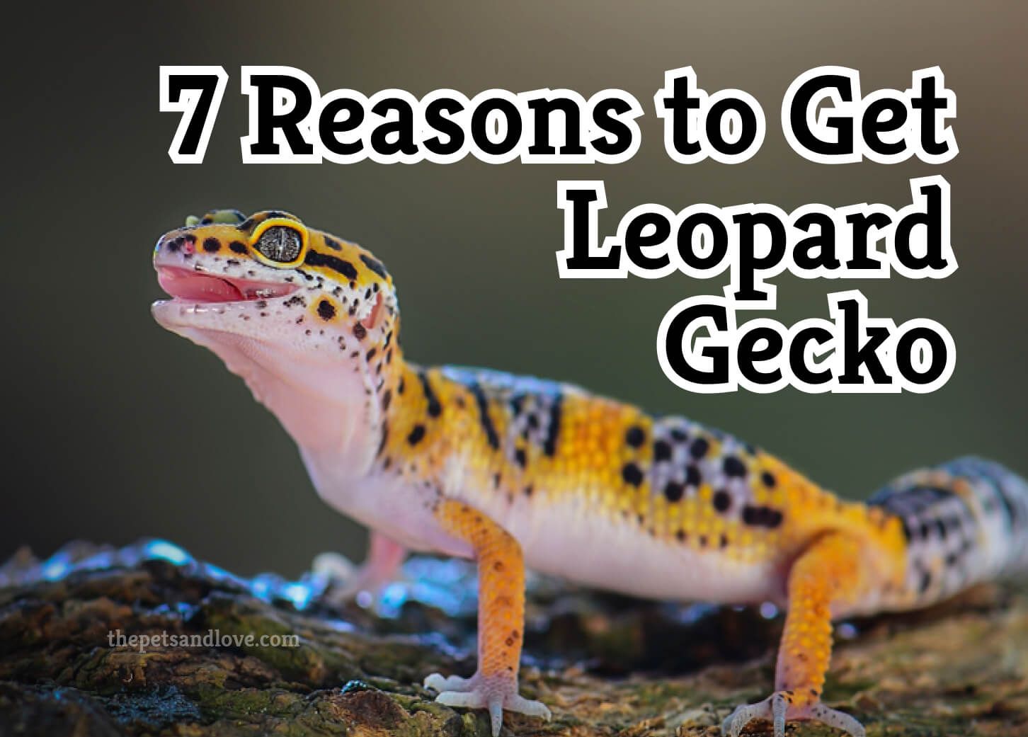 Seven Benefits of Choosing a Leopard Gecko as Your Pet