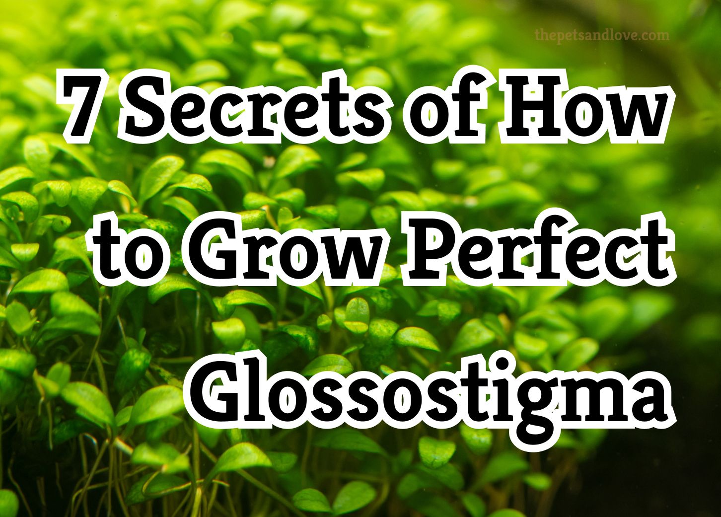 How to Grow Perfect Glossostigma Elatinoides: 7 Secrets Revealed