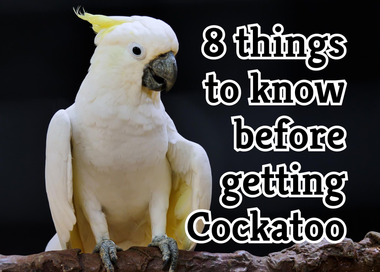 kinds of cockatoos kinds of cockatoos