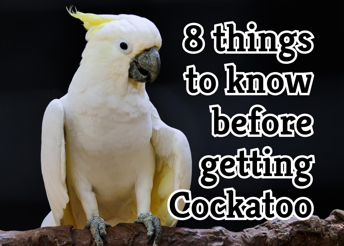 Consider These 7 Factors Before Getting a Cockatoo