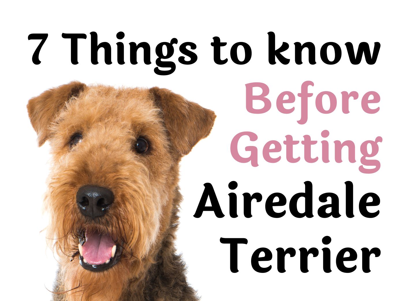 Consider These 7 Factors Before Adopting an Airedale Terrier