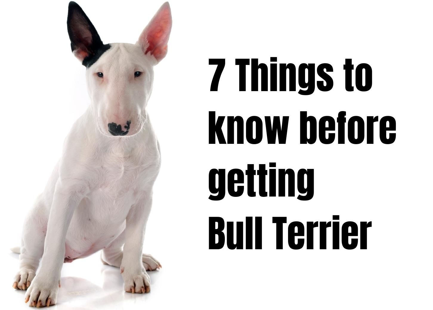 Understanding the Bull Terrier: Top 7 Facts to Learn