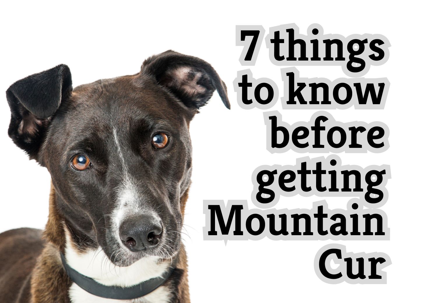 What You Should Know Before Adopting a Mountain Cur