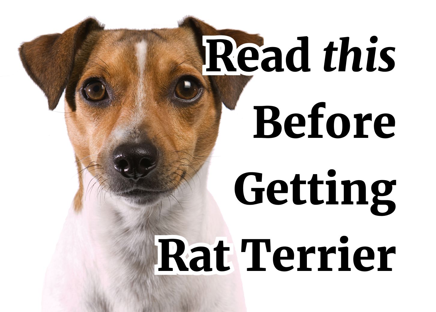 how long did your rat terrier live