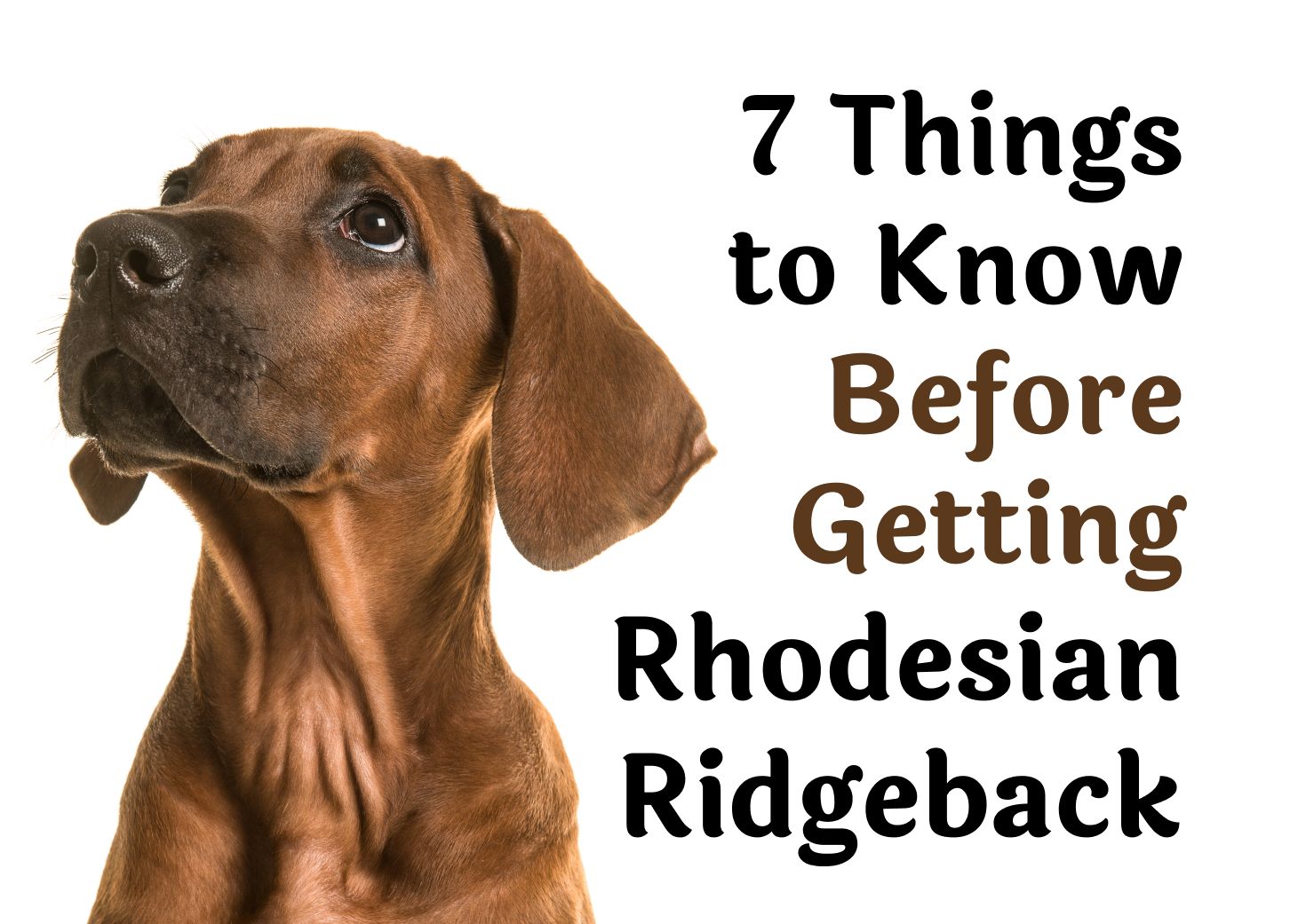 What You Should Know Before Getting a Rhodesian Ridgeback