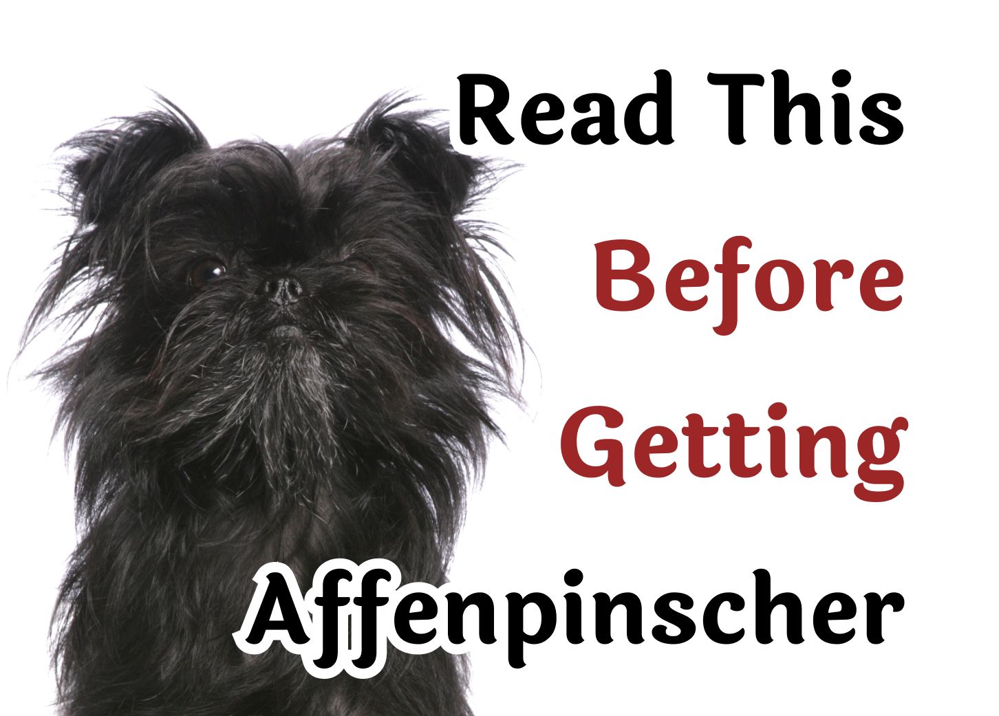 What You Should Know Before Getting an Affenpinscher
