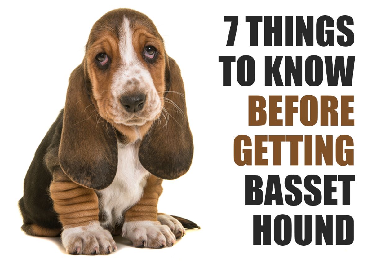 What You Should Know Before Adopting a Basset Hound Puppy