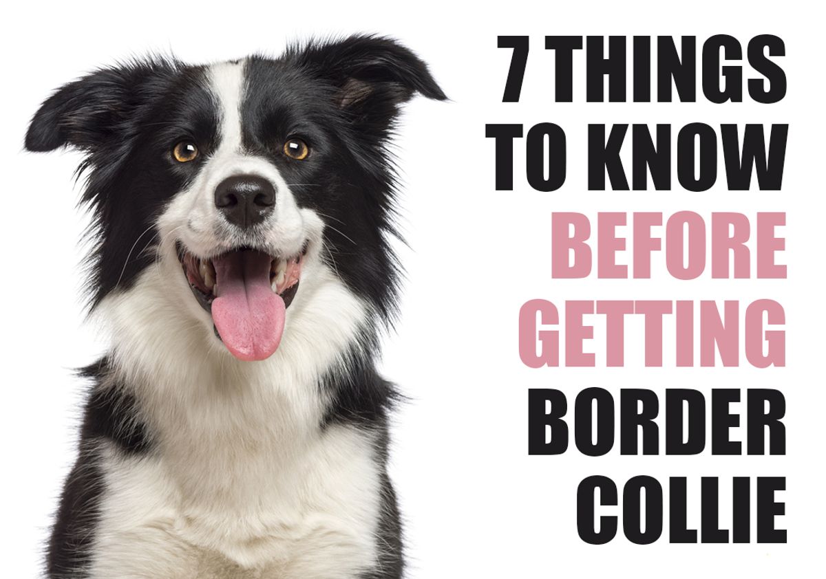 do border collies make good service dogs