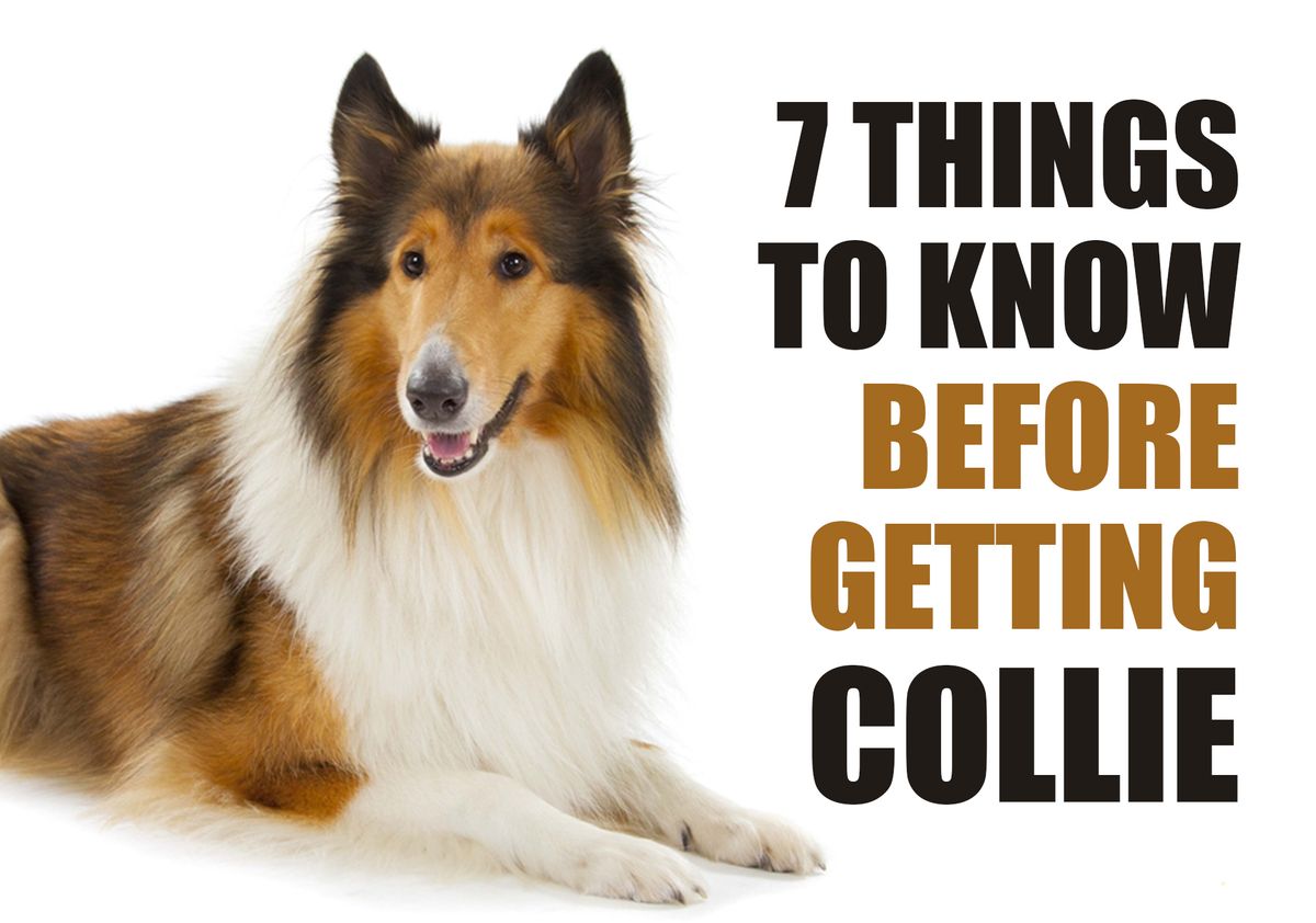 7 Things To Know Before Getting A Collie Puppy