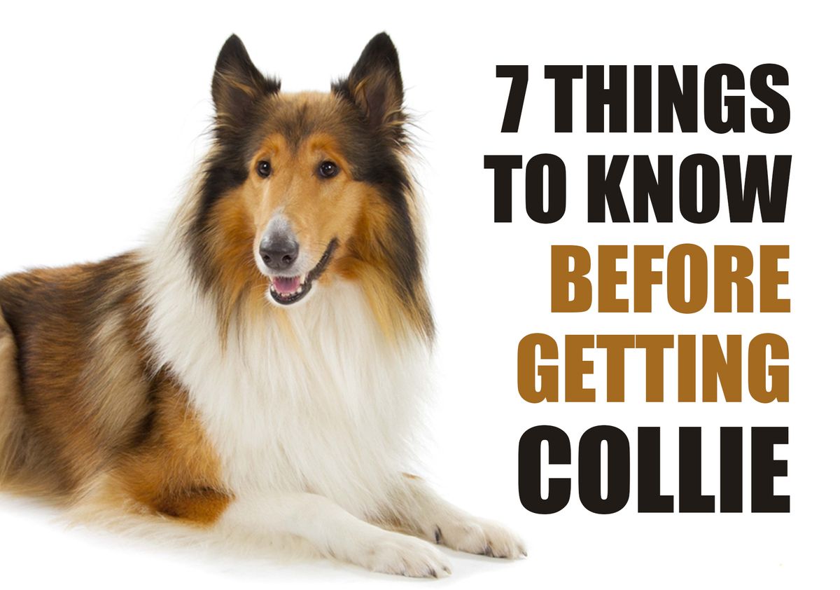 are collies safe with cats