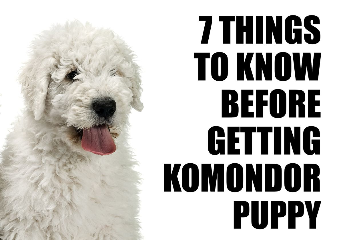 What You Should Know Before Adopting a Komondor Puppy