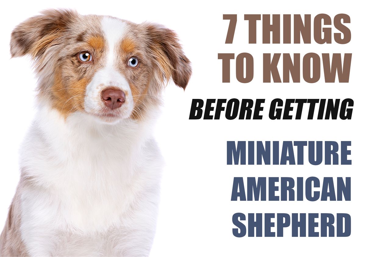 What You Should Know Before Getting a Miniature American Shepherd Puppy