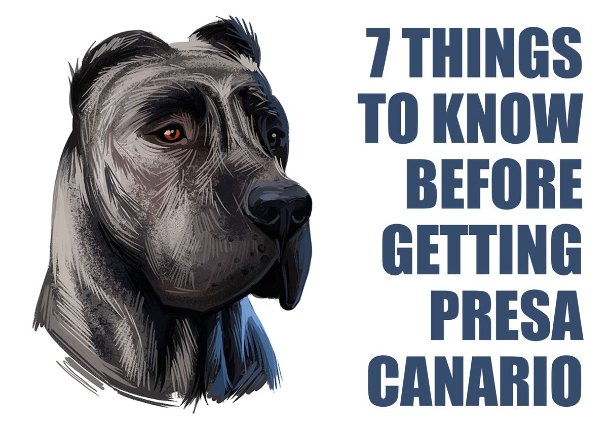 What You Should Know Before Getting a Presa Canario Dog